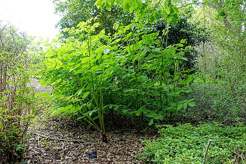 Aralia cachemirica: Horticultural specimen in Sir Harold Hillier Gardens - Romsey, Hampshire, England.