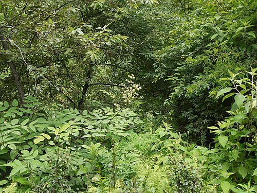 Aralia cachemirica: Aralia cachemirica