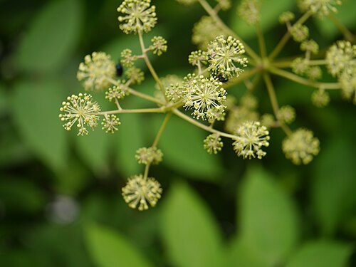 Aralia cachemirica: Aralia cachemirica