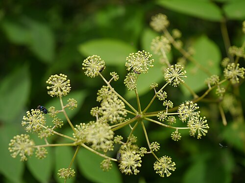 Aralia cachemirica: Aralia cachemirica
