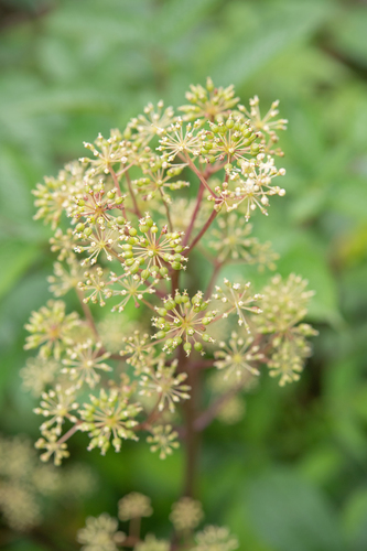 Aralia cachemirica (Aralia cachemirica)