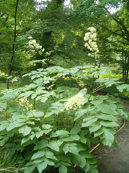 Udo: At Botanical Gardens Berlin-Dahlem Species Aralia cordata
