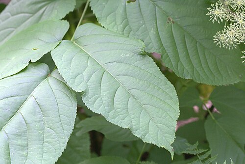 Udo: Aralia cordata in Gothenburg Botanical Garden. Plant id: HoS 92-211
