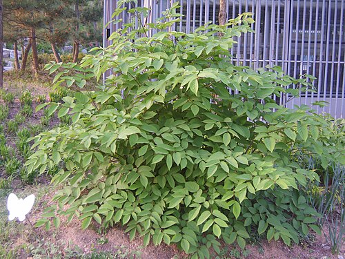 Udo: Aralia cordata in Hampyung, Korea