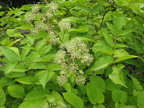 Udo: Aralia cordata , Aizu area, Fukushima pref., Japan