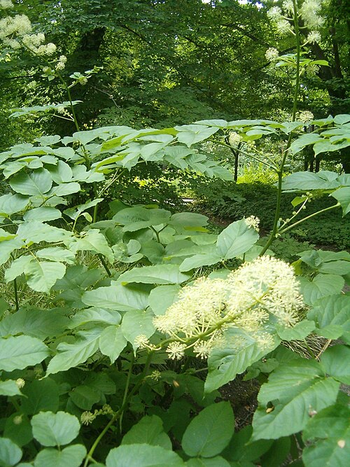 Udo: At Botanical Gardens Berlin-Dahlem Species Aralia cordata