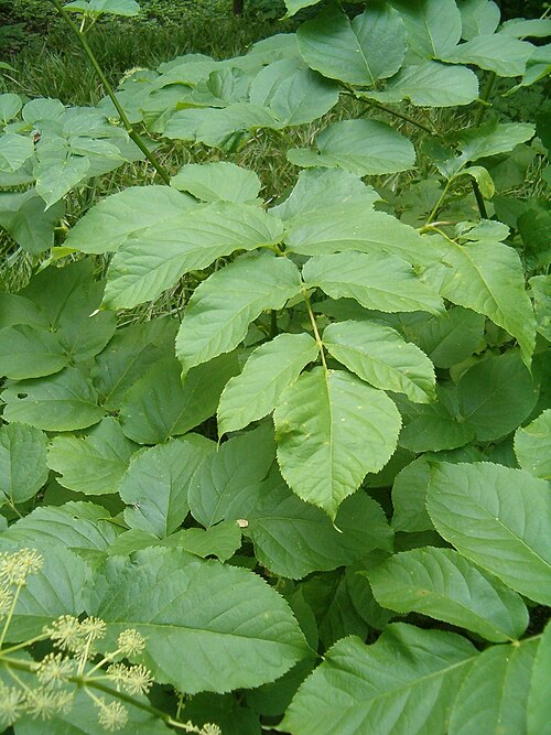 Udo: At Botanical Gardens Berlin-Dahlem Species Aralia cordata