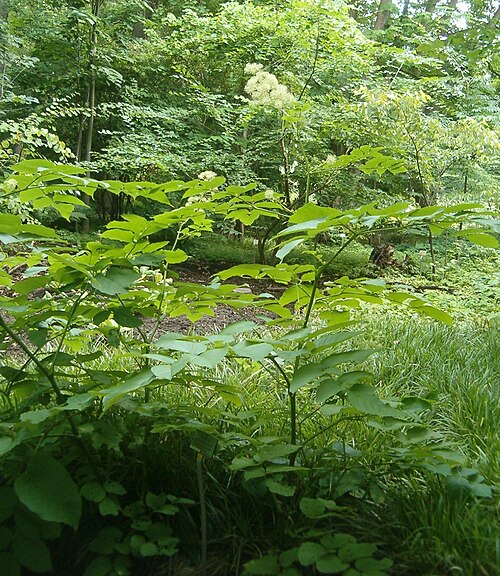 Udo: At Botanical Gardens Berlin-Dahlem Species Aralia cordata