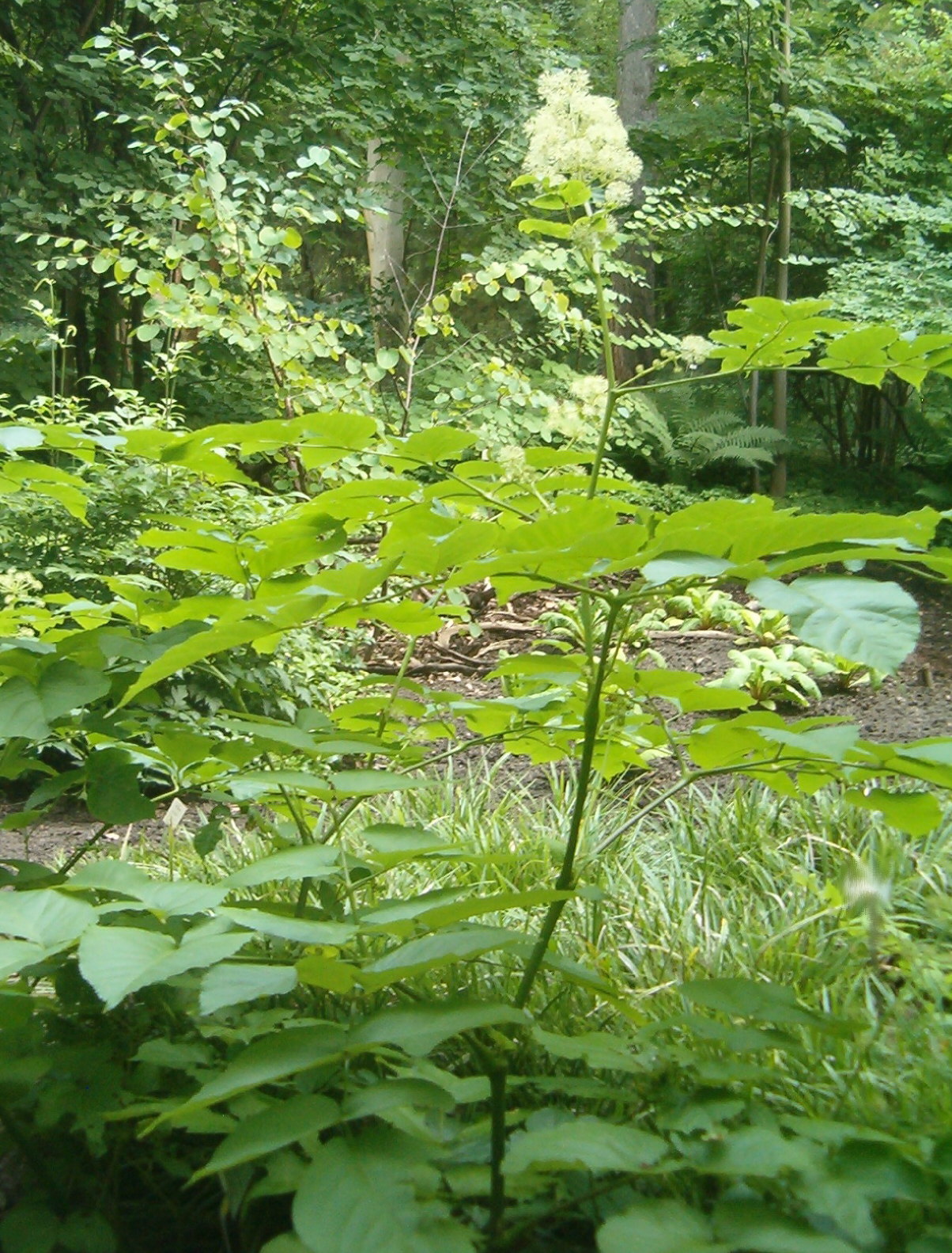 Udo: At Botanical Gardens Berlin-Dahlem Species Aralia cordata