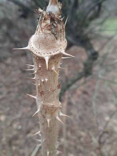 Japanese angelica tree (Aralia elata)