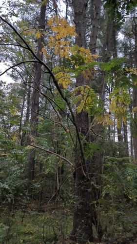 Japanese angelica tree (Aralia elata)
