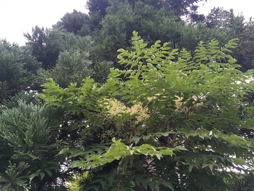 Japanese angelica tree (Aralia elata)