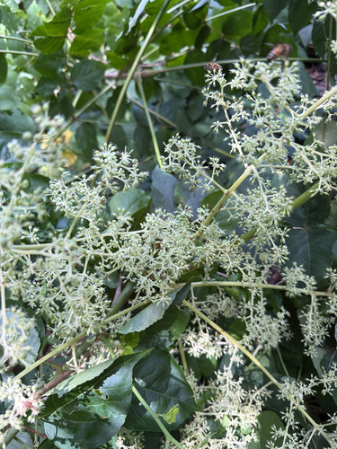 Japanese angelica tree (Aralia elata)