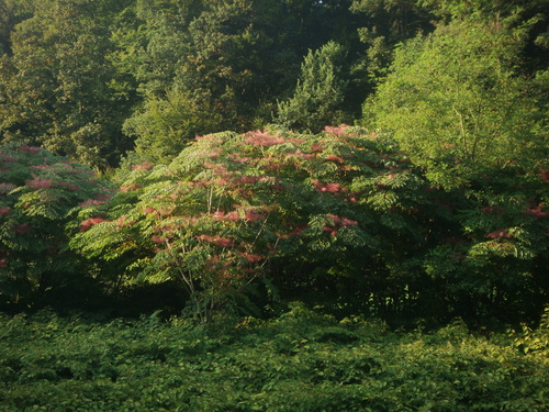 Japanese angelica tree (Aralia elata)