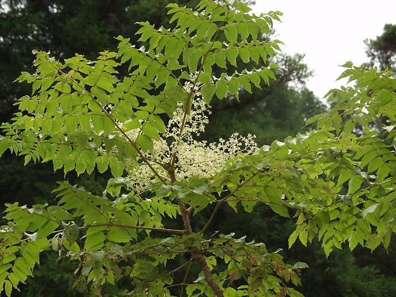 Japanese angelica tree: タラノキ 撮影場所:広見町