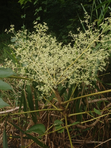 Japanese angelica tree (Aralia elata)