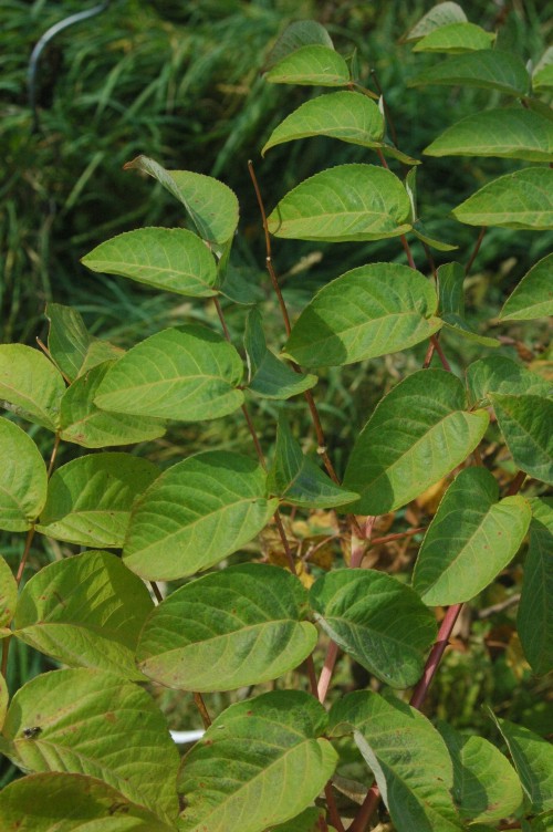 Japanese angelica tree: Aralia manschurica