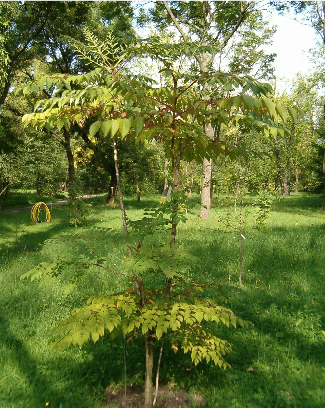 Japanese angelica tree (Aralia elata)