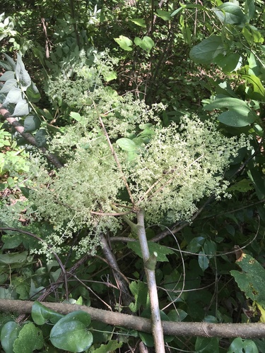 Japanese angelica tree (Aralia elata)