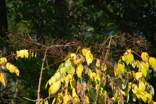 Japanese angelica tree (Aralia elata)