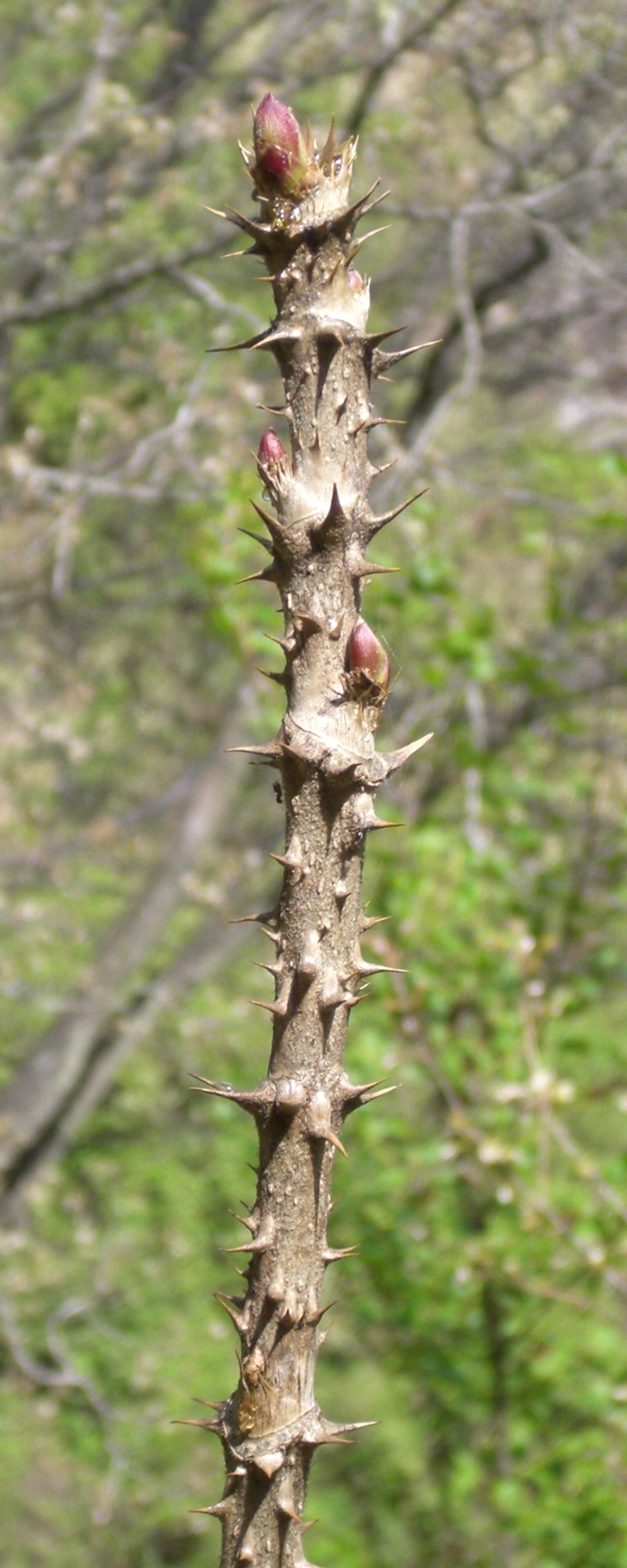 Japanese angelica tree: en:Aralia elata 's bud; ja:タラ の芽