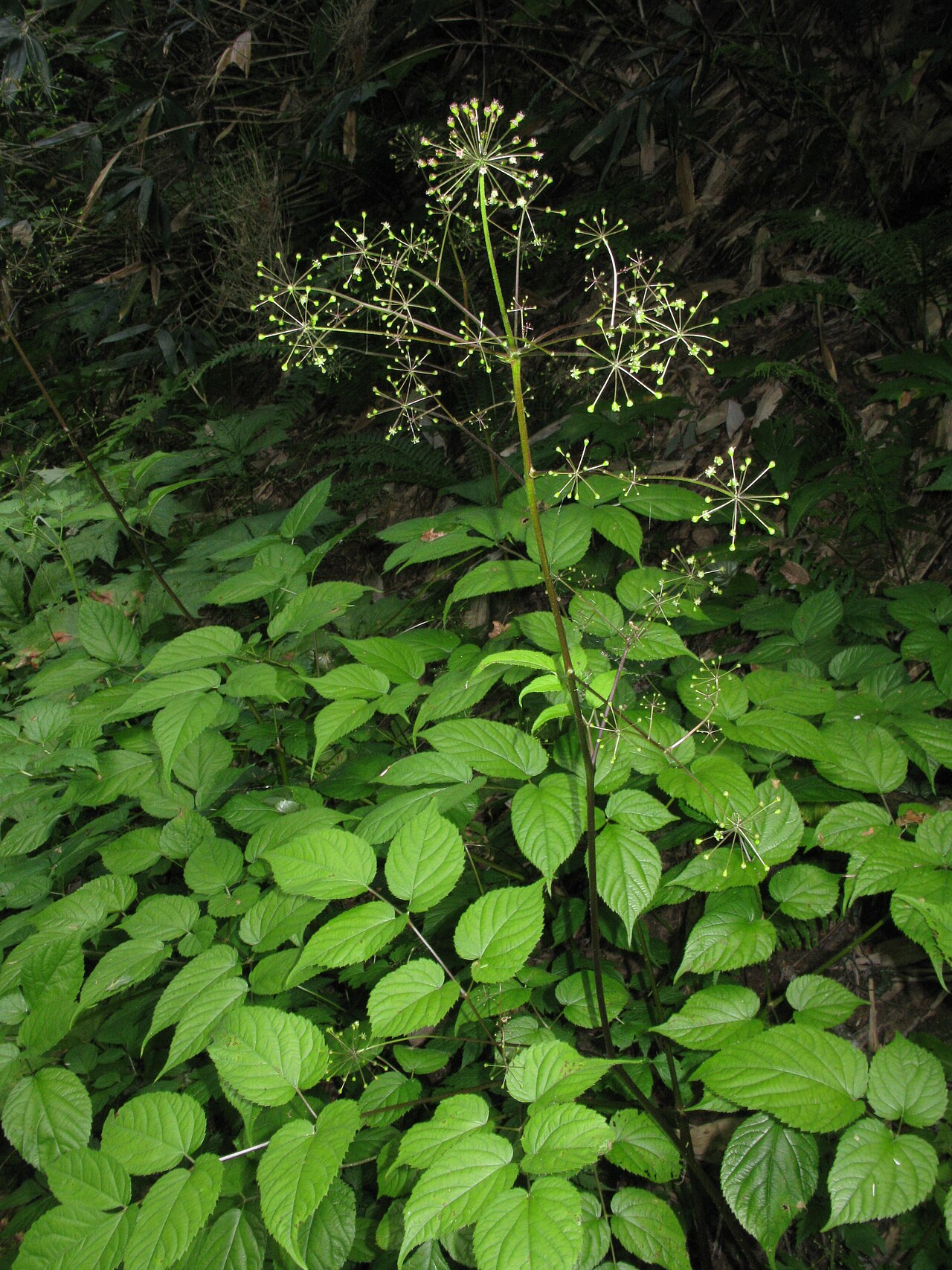 Aralia glabra: Aralia glabra , Mount Hiuchi, Fukushima pref., Japan
