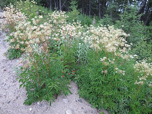 Bristly sarsaparilla: Nom français : aralie hispide. Nom anglais : bristly sarsaparilla. Plants en fleur (inflorescence, ombelles) d'aralie hispide, en milieu naturel.