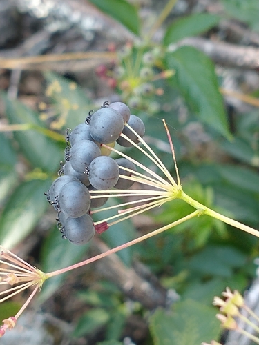Bristly sarsaparilla (Aralia hispida)
