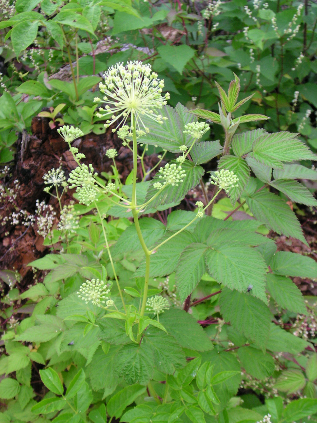 Bristly sarsaparilla: Location: Superior National Forest , Minnesota, USA. The photographer's original image title: “Aralia_hispida_1-jgreenlee”