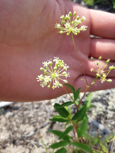 Bristly sarsaparilla (Aralia hispida)