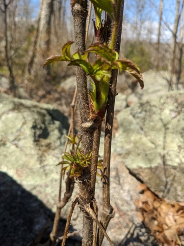 Bristly sarsaparilla (Aralia hispida)