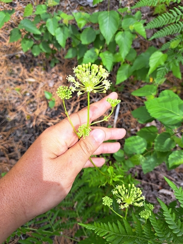 Bristly sarsaparilla (Aralia hispida)
