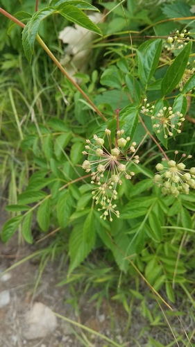 Bristly sarsaparilla (Aralia hispida)