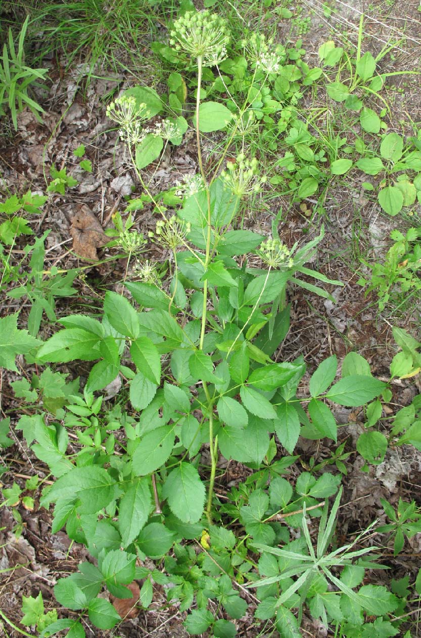 Bristly sarsaparilla: Nom français : aralie hispide. Nom anglais : bristly sarsaparilla. Plant en fleur (inflorescence, ombelles) d'aralie hispide, en milieu naturel.