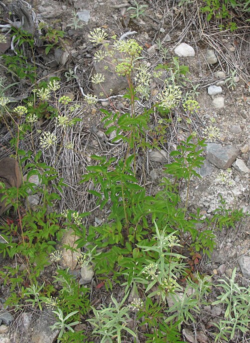 Bristly sarsaparilla: Nom français : aralie hispide. Nom anglais : bristly sarsaparilla. Plants en fleur (inflorescence, ombelles) d'aralie hispide, en milieu naturel.