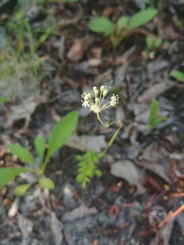 Bristly sarsaparilla (Aralia hispida)