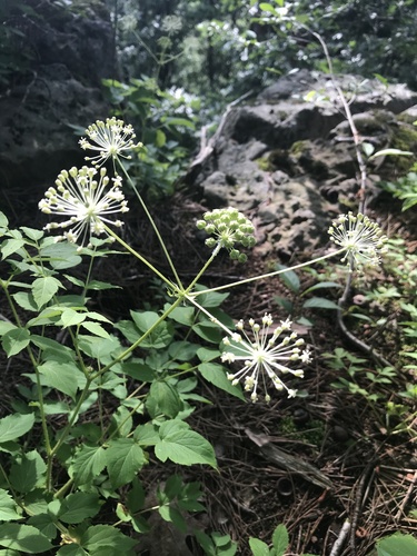 Bristly sarsaparilla (Aralia hispida)