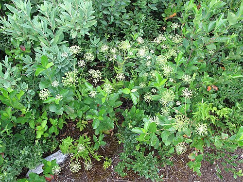 Bristly sarsaparilla: Nom français : aralie hispide. Nom anglais : bristly sarsaparilla. Plants en fleur (inflorescence, ombelles) d'aralie hispide, en milieu naturel.