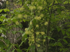 Aralia leschenaultii (Aralia leschenaultii)