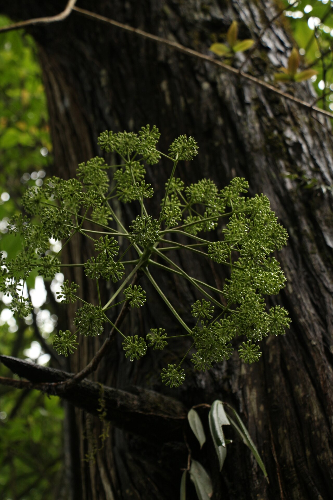 Aralia leschenaultii: Aralia leschenaultii in India