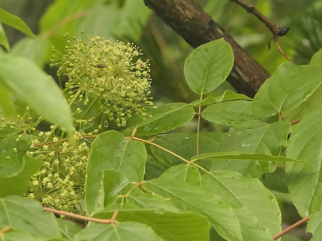 Aralia leschenaultii: Aralia leschenaultii in Nepal