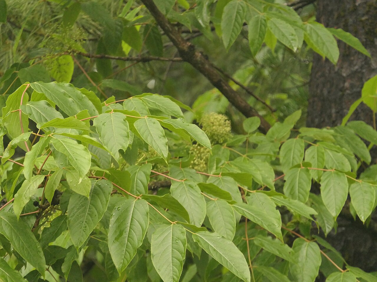Aralia leschenaultii: Aralia leschenaultii in Nepal