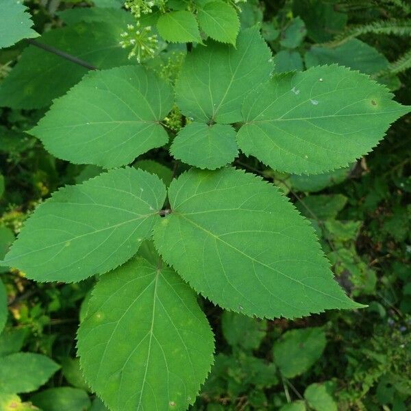 American spikenard (Aralia racemosa)