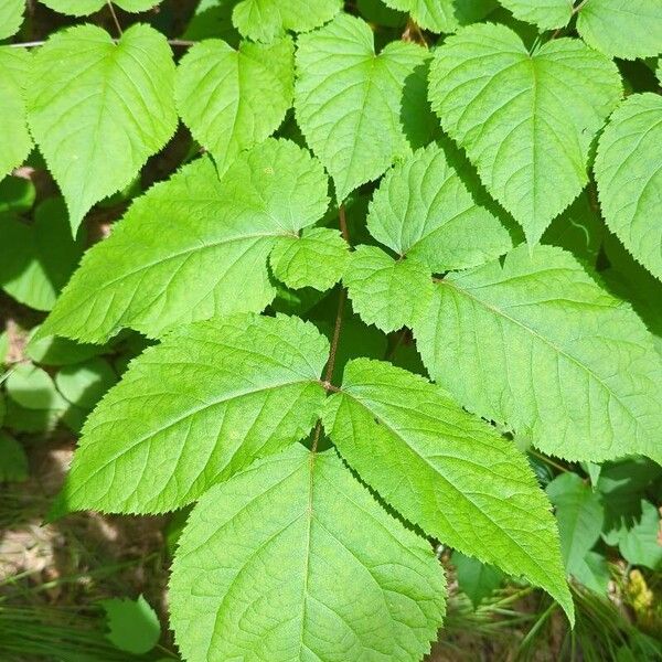 American spikenard (Aralia racemosa)