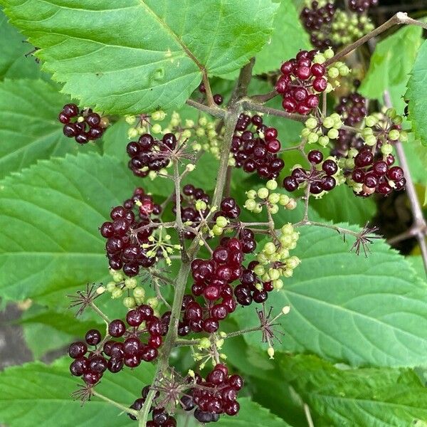 American spikenard (Aralia racemosa)