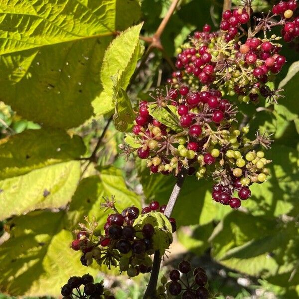 American spikenard (Aralia racemosa)