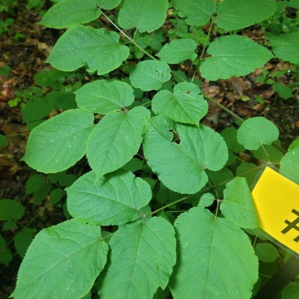 American spikenard (Aralia racemosa)