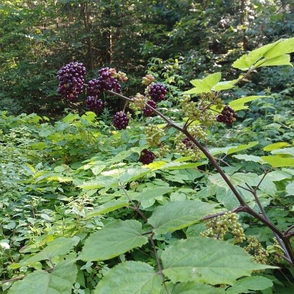 American spikenard (Aralia racemosa)