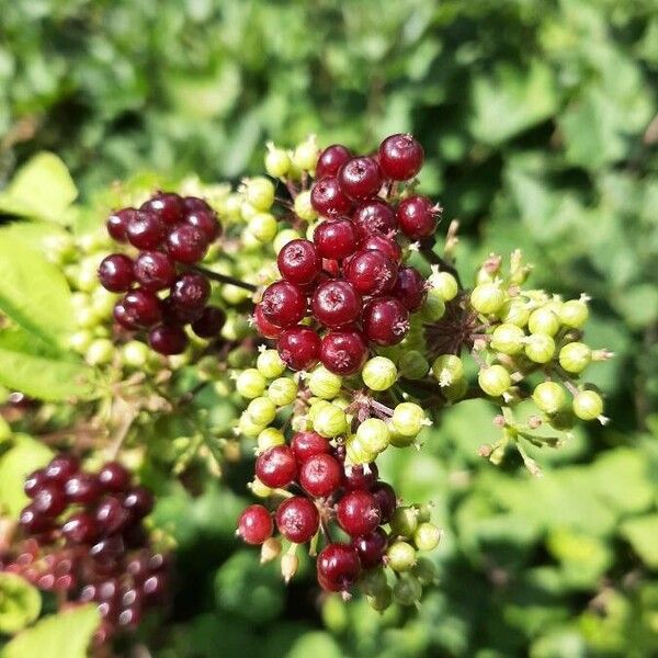 American spikenard (Aralia racemosa)