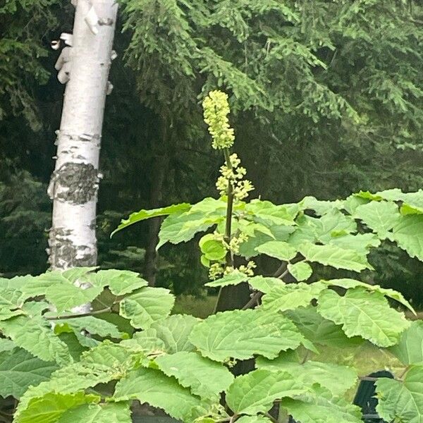 American spikenard (Aralia racemosa)